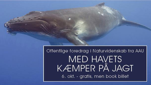 Foredrag: Med havets kæmper på jagt